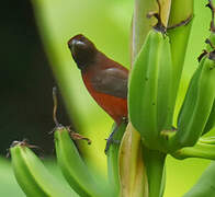 Crimson-backed Tanager