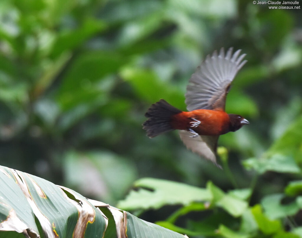 Tangara à dos rouge