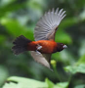 Crimson-backed Tanager