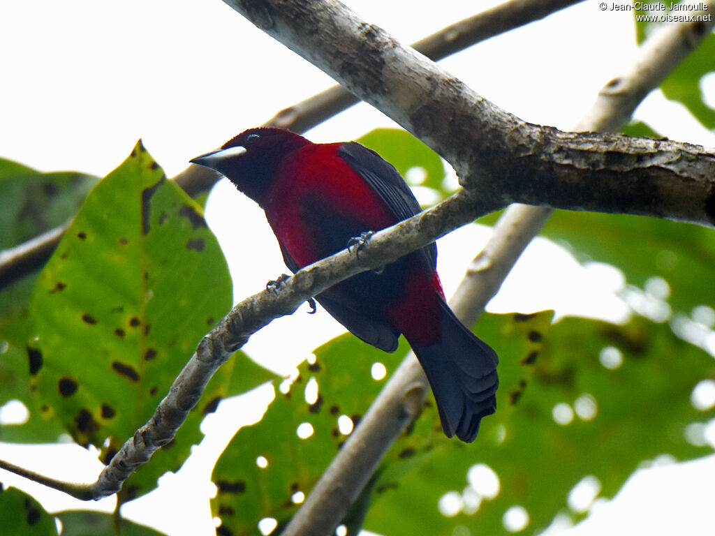 Crimson-backed Tanager