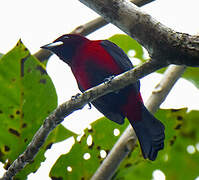 Crimson-backed Tanager