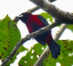 Tangara à dos rouge