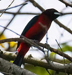 Tangara à dos rouge