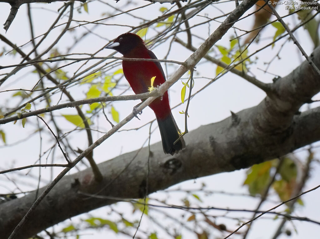 Tangara à dos rouge