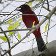 Tangara à dos rouge