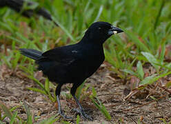 Tangara à galons blancs