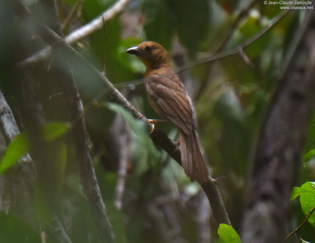 Red-throated Ant Tanager female adult