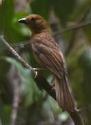 Red-throated Ant Tanager