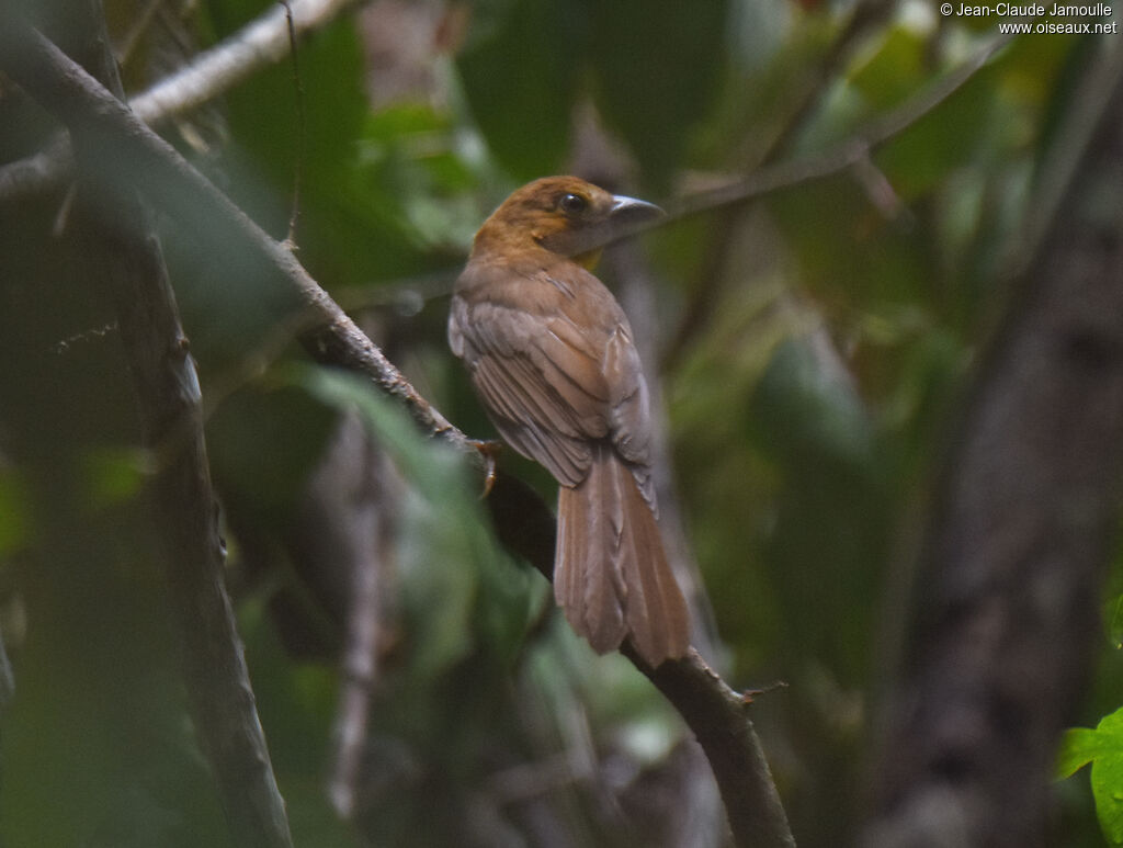 Red-throated Ant Tanager female adult