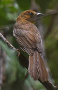 Red-throated Ant Tanager