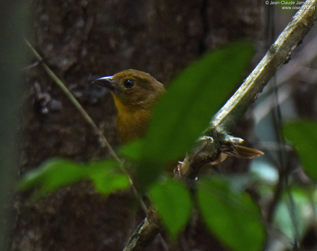 Red-throated Ant Tanager female adult