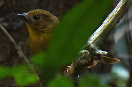 Red-throated Ant Tanager