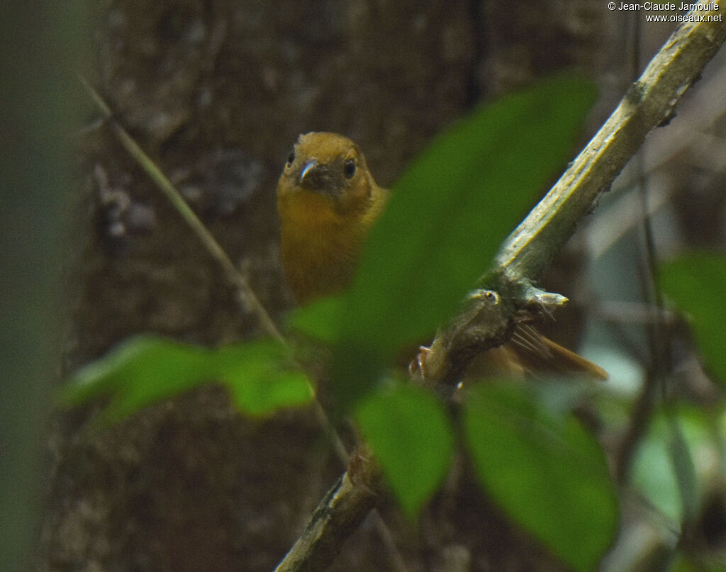 Red-throated Ant Tanager female adult