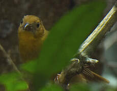 Red-throated Ant Tanager