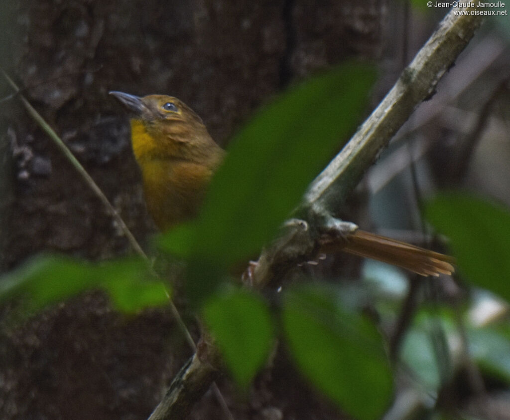 Red-throated Ant Tanager female adult