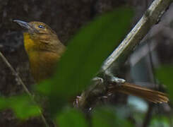 Red-throated Ant Tanager