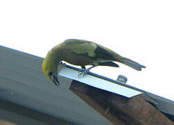 Palm Tanager