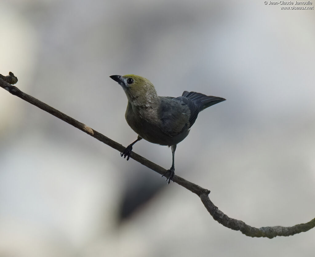 Tangara des palmiers