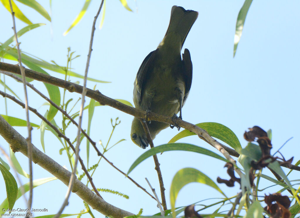 Palm Tanager, Behaviour