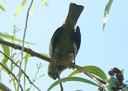 Palm Tanager