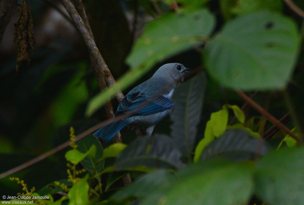 Blue-grey Tanager