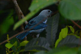 Blue-grey Tanager