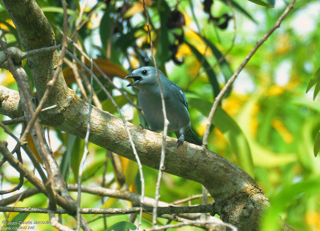 Blue-grey Tanager, song