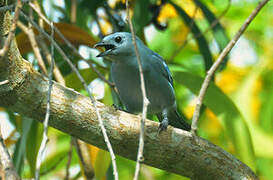 Blue-grey Tanager