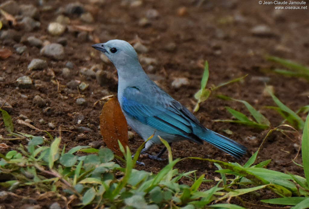 Blue-grey Tanager