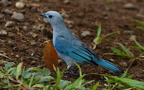 Blue-grey Tanager