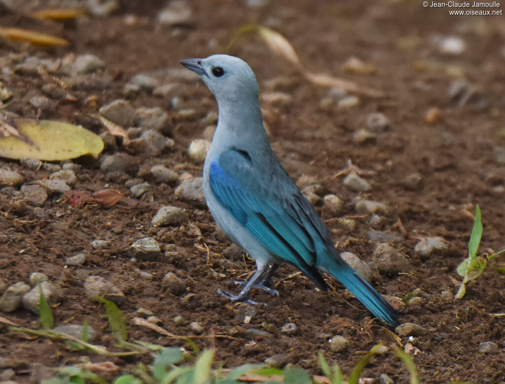 Blue-grey Tanager