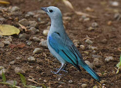 Blue-grey Tanager