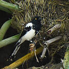 Tangara pillurion