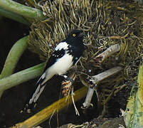 Magpie Tanager