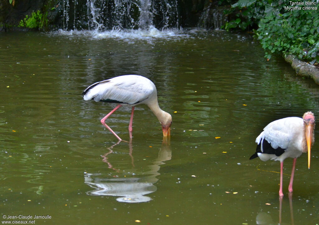 Milky Stork, feeding habits, Behaviour