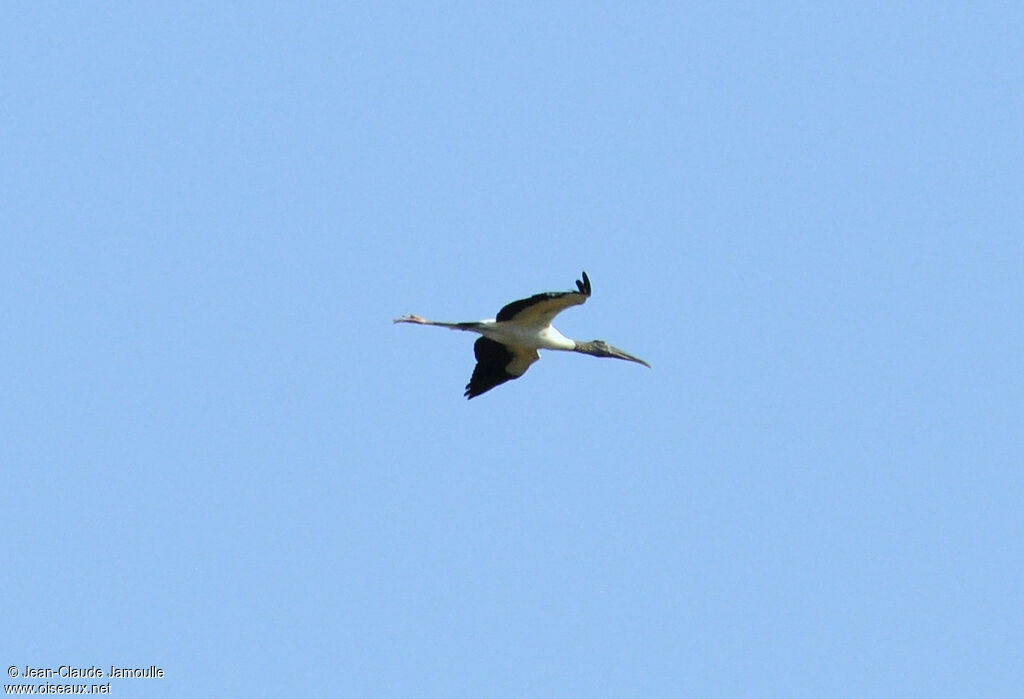 Wood Stork, Flight