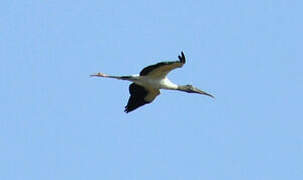 Wood Stork