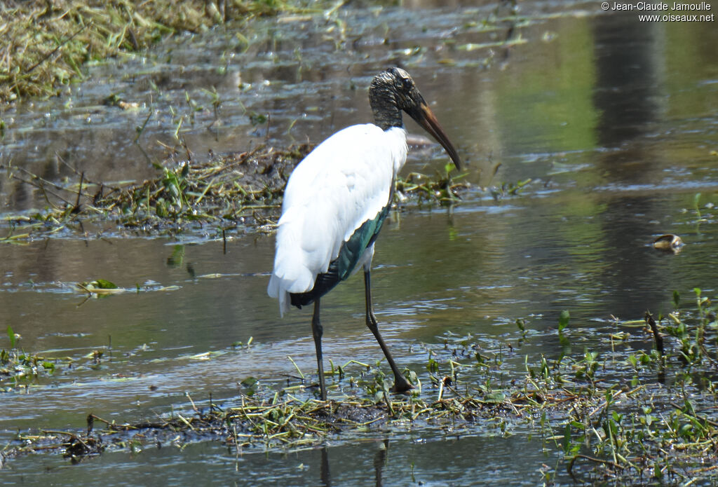 Wood Stork