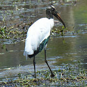 Wood Stork