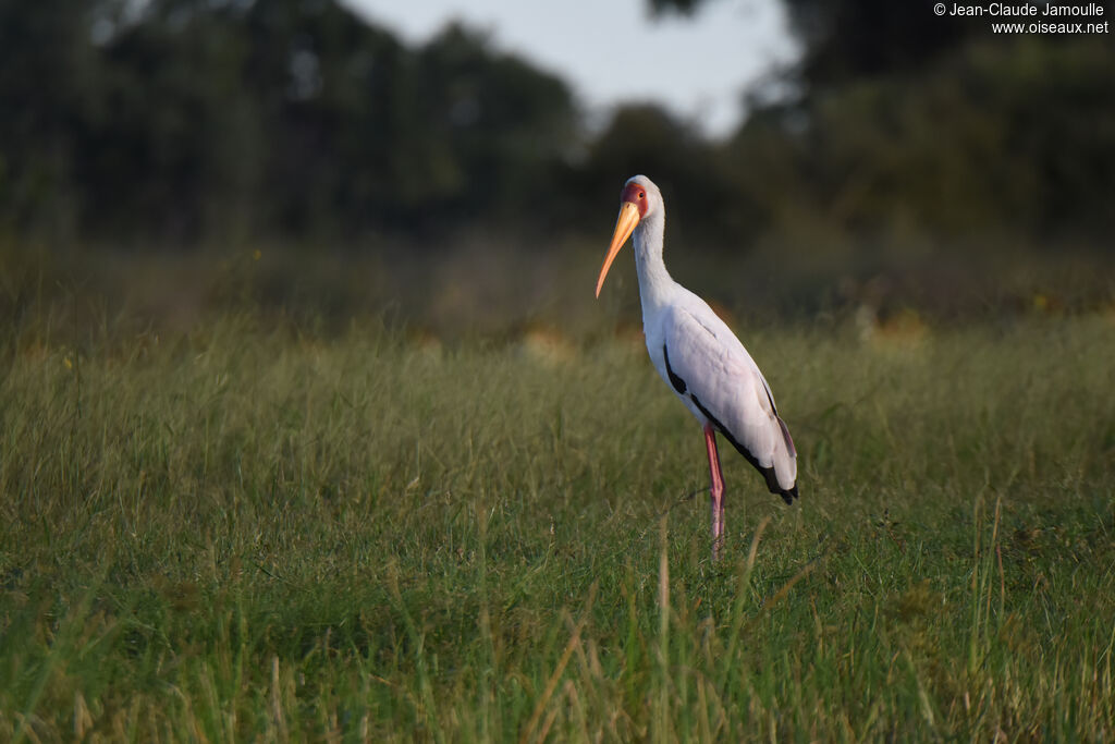 Yellow-billed Storkadult