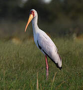 Yellow-billed Stork