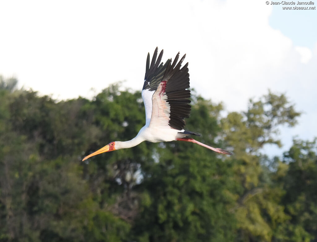 Yellow-billed Stork