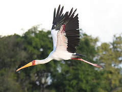 Yellow-billed Stork