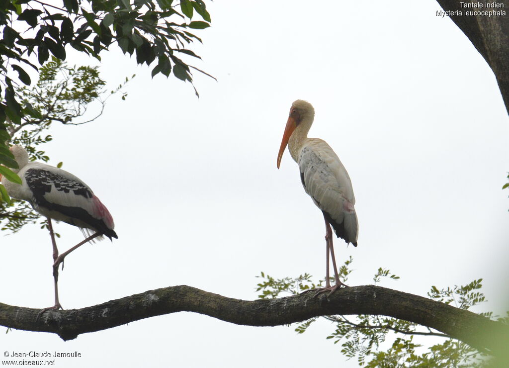 Painted Storkimmature, Behaviour