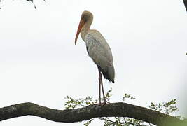 Painted Stork