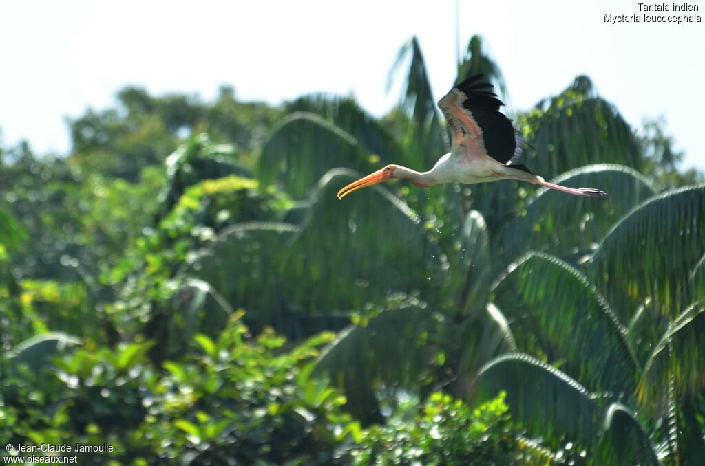 Painted Storkjuvenile, Flight