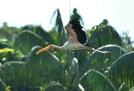 Painted Stork