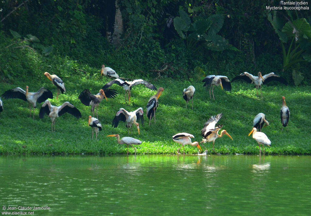Painted Stork, feeding habits, Behaviour