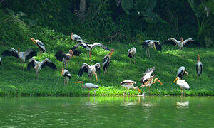 Painted Stork