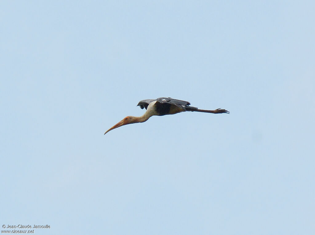 Painted Stork